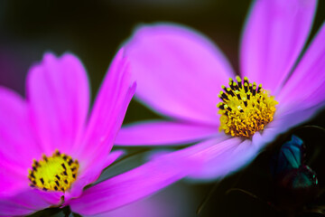 Wall Mural - Macro Series : Close-up of pink cosmos pollen