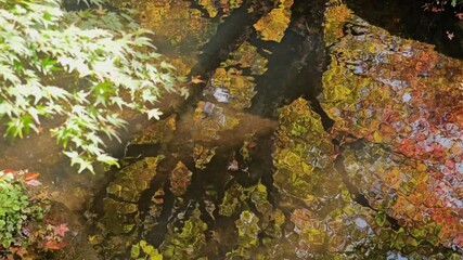 Wall Mural - Beautiful foliage trees and leaves reflected on the water surface, Japanese garden in autumn