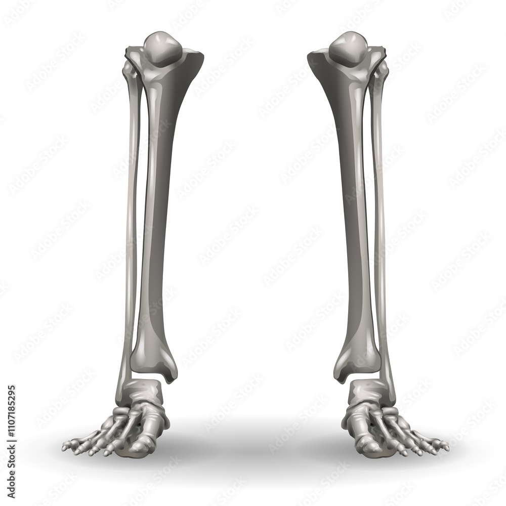 Two lower leg bones with feet are depicted standing vertically. They ...
