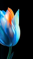 Wall Mural - Unique blue and orange flower with vibrant petals illuminated against a black background