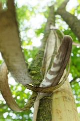 Wall Mural - Feather wedged in tree bark with green foliage background