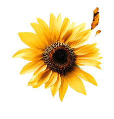 Wall Mural - PNG Sunflowers outdoors petals photography.