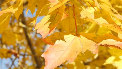 Wall Mural - A vibrant scene of colorful yellow and red maple leaves fluttering in the wind, showcasing the beauty of autumn. Perfect for seasonal themes.