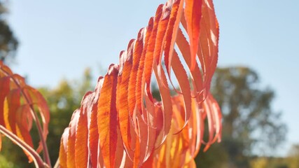 Wall Mural - A close-up of bright red long autumn leaves swaying gently in a gentle breeze, and the blurred background adds depth.