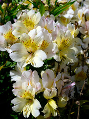 Wall Mural - Macro of  white and yellow Peruvian lily flowers (Alstroemeria aurantiaca) in France