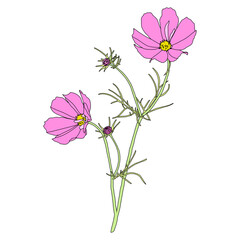 Wall Mural - Pink cosmos flowers blooming, digital painting, isolated on a transparent background