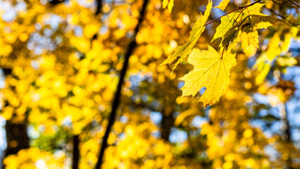 Wall Mural - sunlit yellow maple leaf and leaves in background