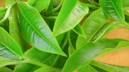 Wall Mural - green tea leaf