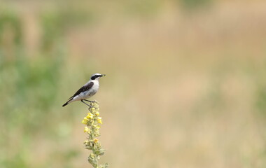 Wall Mural - Northern wheatear (Oenanthe oenanthe) on a flower