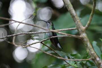 Wall Mural - Female Violet sabrewing