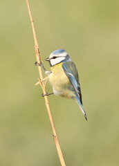 Wall Mural - Eurasian blue tit