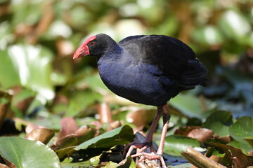 Wall Mural - Australasian swamphen