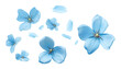 © Papugrat - flying blue petals isolated on transparent background cutout