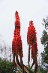 Wall Mural - Colorful Blooming Aloe Flower Stems