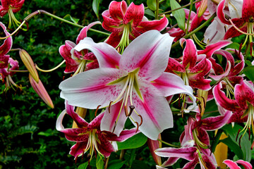 Wall Mural - Lilium Oriental Hybrid 'Stargazer'