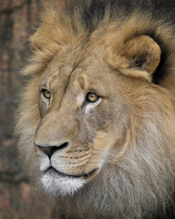 Wall Mural - Closeup portrait of male African lion