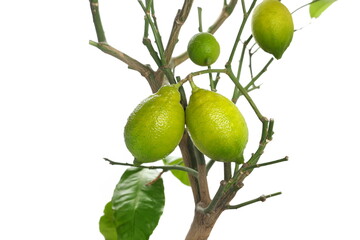 Wall Mural - Fresh lemon on tree isolated on white, clipping