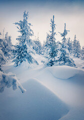 Wall Mural - Sunny morning scene in the mountain forest after heavy snowfall