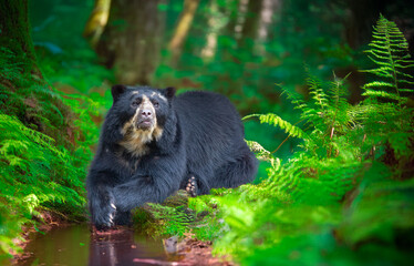 South american wild Spectacled bear (Tremarctos ornatus).