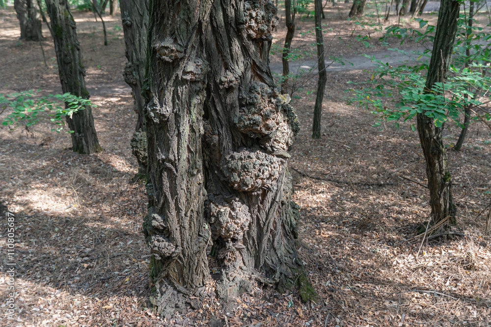 Suvel is spherical growth on tree in forest. Trunk with burls is ...