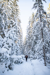 Wall Mural - magical winter landscape with snowy fir trees