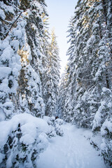 Wall Mural - magical winter landscape with snowy fir trees