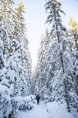 Wall Mural - magical winter landscape with snowy fir trees