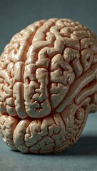 Wall Mural - Realistic human brain model, ideal for educational themes.