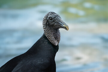 Wall Mural - Black vulture face (Coragyps atratus)