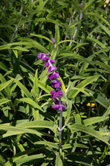 Wall Mural - floral. closeup view of salvia leucantha, also known as mexican bush sage, green leaves foliage and 