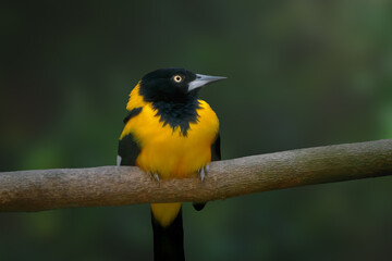 Wall Mural - Campo Troupial bird (Icterus jamacaii)