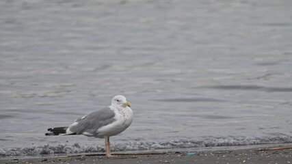 Canvas Print - herring gull in a seashore