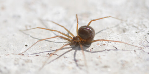 Wall Mural - small desert spider, argentine Patagonia