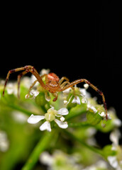 Wall Mural - small desert spider, argentine Patagonia