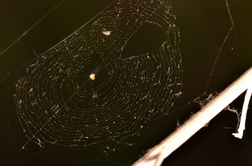 Wall Mural - insect caught in a spider web