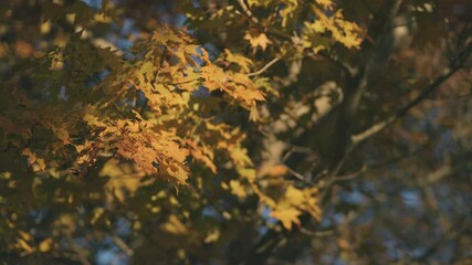 Wall Mural - dramatic view of maple leaves on a tree swaying in wind in autumn or fall, nature or outdoor