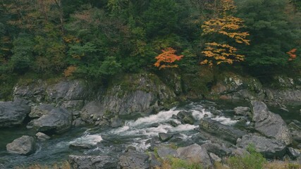 Wall Mural - dramatic view of many red maple leaves and flowing water in a forest in autumn or fall, tomisato val