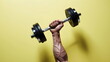 © Borneo - Strength in Action: A Close-Up of a Muscular Arm Lifting a Dumbbell Against a Yellow Background