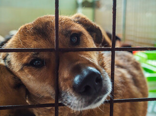 a hopeful shelter dog gazes through the bars of its kennel in a pet rescue facility looking for a lo