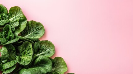 Sticker - Vibrant green lettuce leaves are beautifully arranged against a soft pink light backdrop, capturing the essence of farm fresh produce with a creative style and ample copy space.