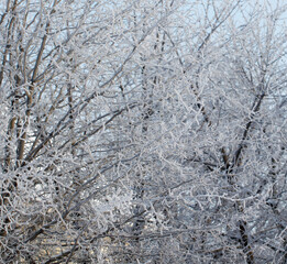 Wall Mural - A tree covered in snow with branches that are covered in ice