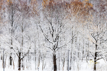 Wall Mural - view of snowy trees in city park covered with snow