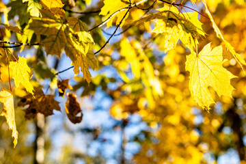 Wall Mural - twigs with yellow maple leaves illuminated by sun