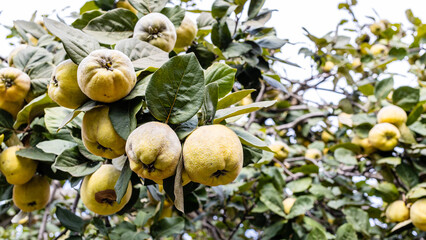 Wall Mural - quince fruits on tree branches in village garden
