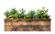 © Molin - green fresh plants in wooden planter box, white transparent background. cutout