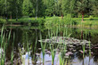 © sanek70974 - summer in the village on the pond