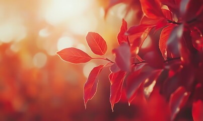 Poster - A close-up of vibrant red leaves illuminated by soft sunlight, creating a warm, serene atmosphere.