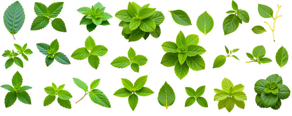 Wall Mural - vibrant green leaves collection: a diverse assortment of fresh, lush green leaves, perfect for desig