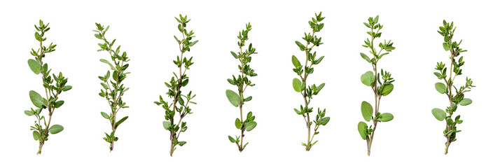 Fresh Green Herb Sprigs for Culinary Use Isolated on transparent background