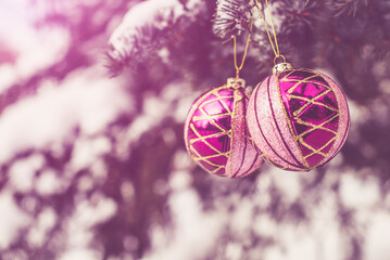 Wall Mural - Christmas tree balls on the branches of a fir tree
